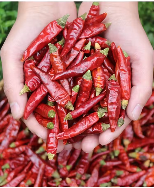 Premium Dried Red Chili Peppers – Export Grade Whole Dried Chili for Wholesale Supply - Image 4