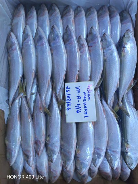 Frozen Indian Mackerel - Image 3