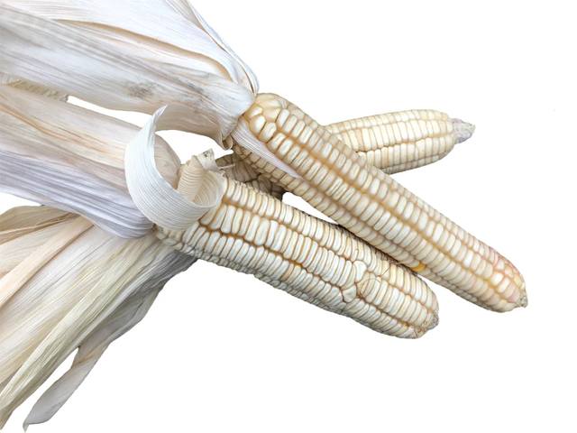 Buy white maize in large quantities fresh stock at low prices - Image 4