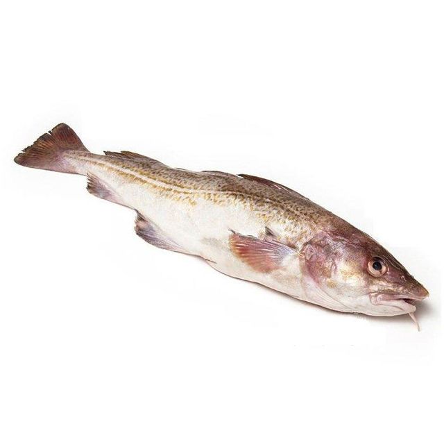 Fresh Whole Fresh Cod Skrei Fish Fish Ready For Export. - Image 4