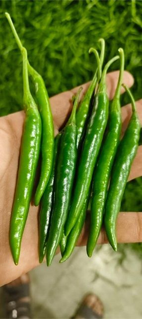 SRB Fresh Green Chilli Export Quality 4kg/5kg Boxes Color Vibrant Green Packaging Type 4kg / 5kg Cfb Boxes Shelf Life Maintained Through Export-standard Packaging - Image 1