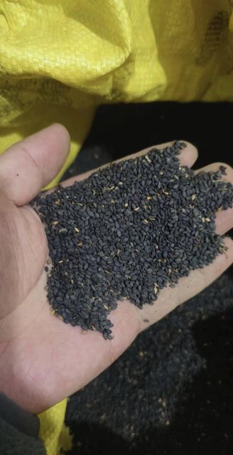 Premium Sesame Seeds Wholesale Bulk Supply Export Quality Natural Hulled and Roasted Sesame Seeds - Image 3