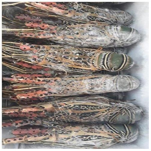 Fresh Quality Pacific  Red Lobsters for sale. - Image 4
