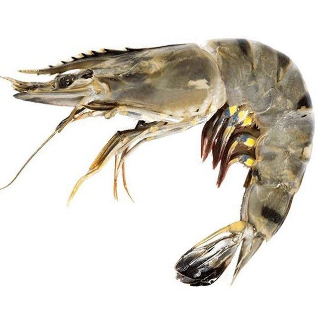 Wholesale Quality Frozen Black Tiger Shrimp BQF Process Raw Natural Seafood in Stock Ready to Ship - Image 3