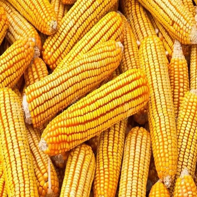Top Quality White Corn/Maize for Animal Feed/Bulk Yellow-White Corn Suppliers. WHATSAPP +255787979235 - Image 2