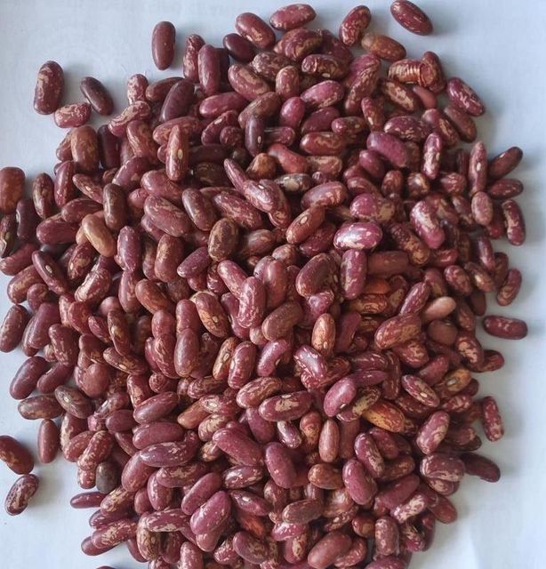 Organic Pinto Beans Sugar Beans / Kidney Beans / Red Kidney Beans - Image 3