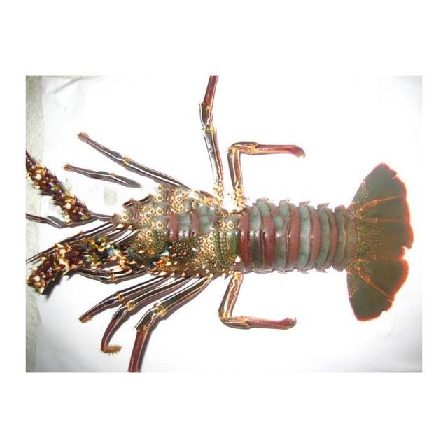 Wild Caught Frozen Lobster Carefully Packed For Seafood Distributors Delivering Outstanding Taste And Texture - Image 4