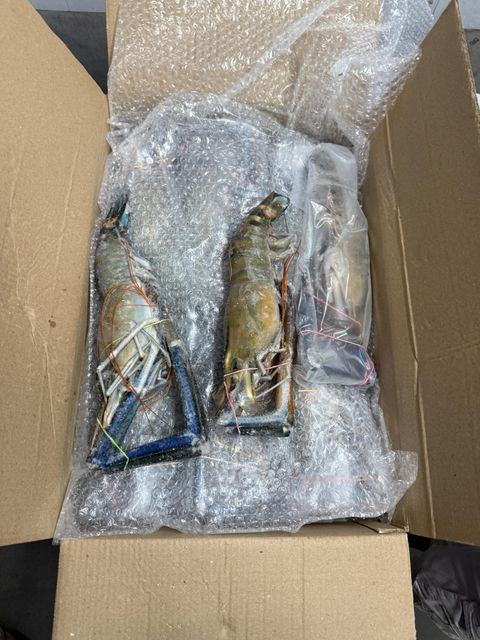 Scampi Prawns Origin India Quality Grade 1st Minimum Order 5000 Kg Minimum Order Quantity 5000 Kg Packaging IWP 10 Kg Carton, Iwp 10 Kg Carton - Image 3