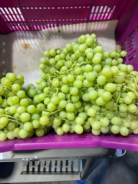 Fresh Thompson Grapes for sale - Image 4