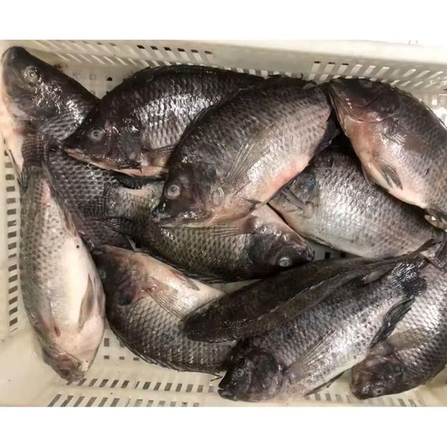 Best Quality Frozen Farm Raised Tilapia Fresh Water Fish Exporters Wholesale Price - Image 11