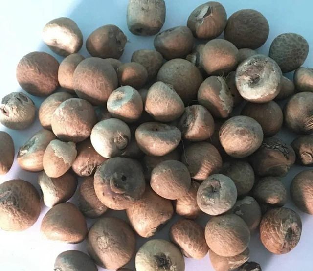 Premium Quality Betel Nuts,Dried Betel Nut,Thailand Betel Nuts Ready to Export From Africa Whatsap +255787979235 - Image 3