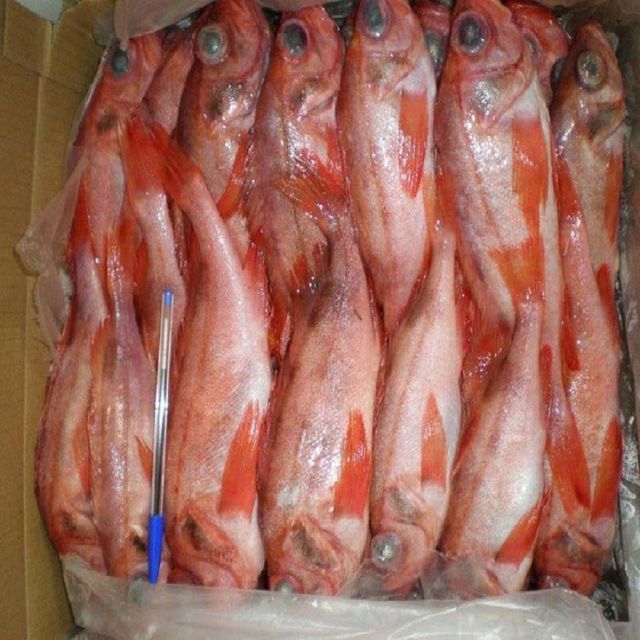 High quality Frozen Red Snapper Fish offered at competitive rates for distributors and seafood processors - Image 4