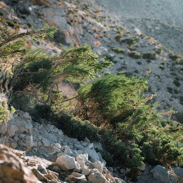 Wild Mountain Rosemary Form Dried Leaves Purity High Purity Aroma Strong Natural Aroma Harvest Type Wild Harvested Type Wild Mountain Rosemary - Image 2