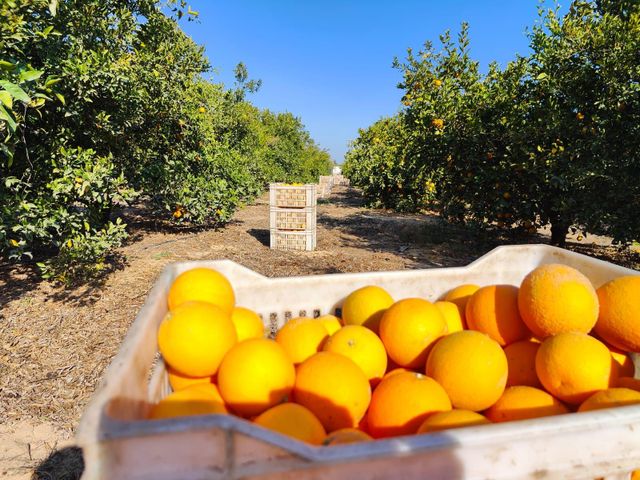 Fresh orange 5% broken - Image 3