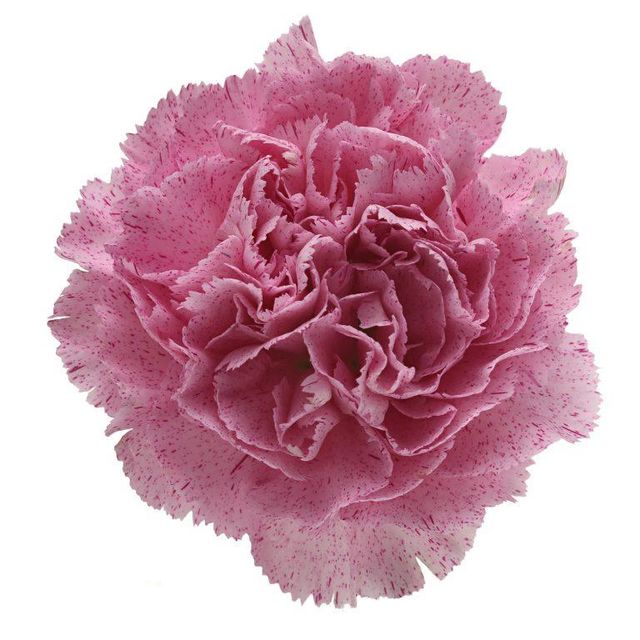 Fresh Cut Carnation Flowers - Image 5