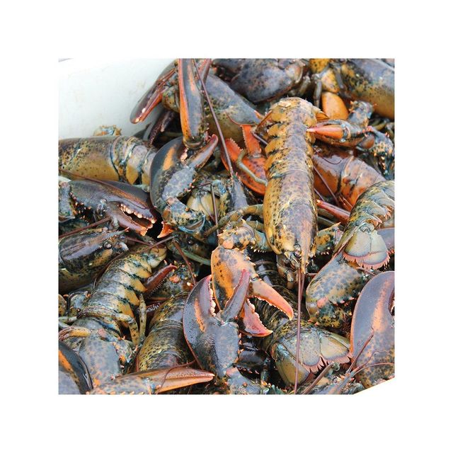 Premium fresh lobsters for sale perfect for seafood lovers and restaurants - Image 4