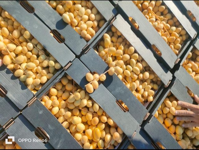 Barhi dates. - Image 2