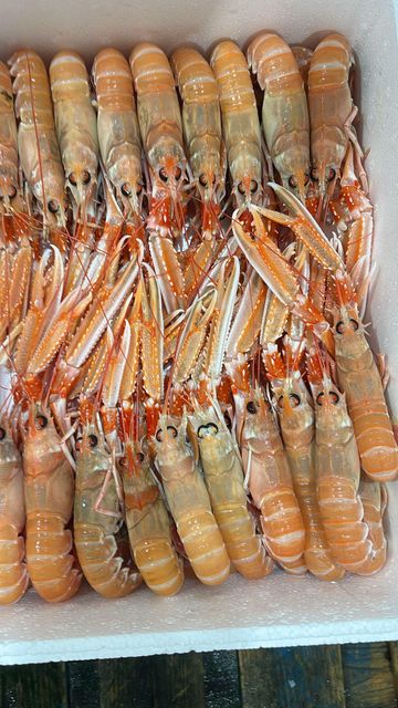 MOST RENOWNED NEPHROPS NORVEGICUS(LANGOUSTINE/SCAMPI) EXCEPTIONAL SEAFOOD WHOLE LOBSTER ON SALE - Image 2