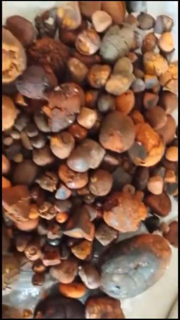 Wholesale Custom Private Label Cow Gallstones Cattle Buffalo Yellow Original Whole Cattle Cow Gallstone WHATSAP +255787979235 - Image 5