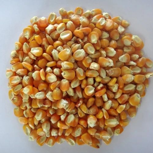 Best quality cheap pricesPremium Yellow Maize Yellow Corn for Animal Feed  Export Quality South Africa - Image 3