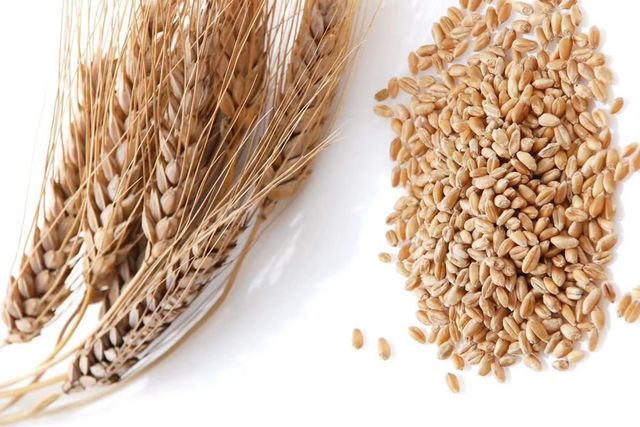 Best Quality Barley for Animal Feed and Human Consumption - Image 3