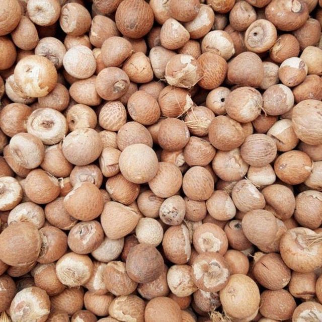 Top-quality Betel Nut bulk availability wholesale stock fresh product fast shipping assured - Image 3