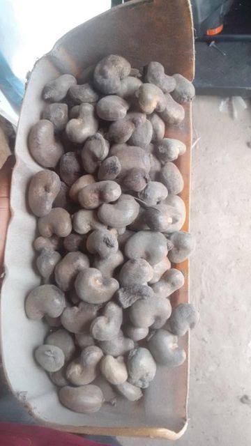 Raw Cashew Nuts RCN Taste Unique Color Vibrant Texture Desirable Certification HACCP Max. Moisture (%) <10% Impurities Less Than 1 Percent - Image 3