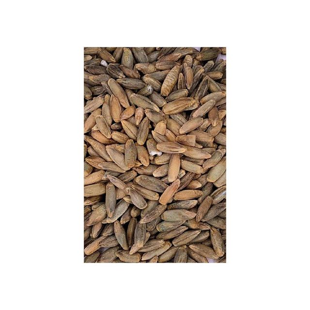Wholesale rye grain bulk supply for flour mills and food industry - Image 4
