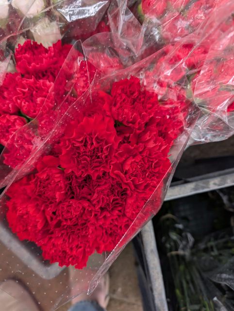 Carnations Fresh cut premium colombian 75cm + select fancy - Image 4