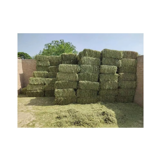 Timothy Hay For Guinea Pigs And Rabbits Premium Timothy Hay With Soft Leaves And Stems Ensuring Active Healthy Pets - Image 3