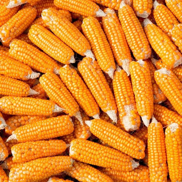 Premium Yellow Kernel Exporter Offering Yellow Maize With Clean Dried Quality For Importers - Image 5