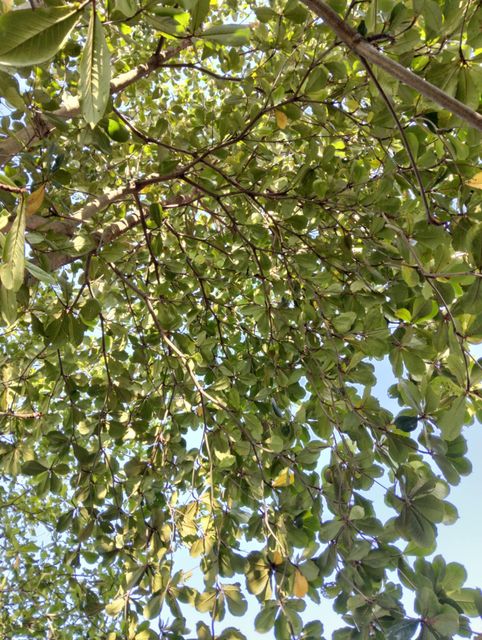 Catappa Leaves Skin Health Support Yes Wound Healing Property Yes Digestive Health Support Yes Water Quality Improvement - Image 3