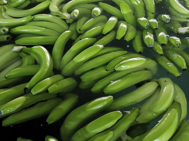 Wholesale 100% Natural Fresh Cavendish Bananas Thai Fresh Fruits of Export Quality Agriculture Products - Image 1