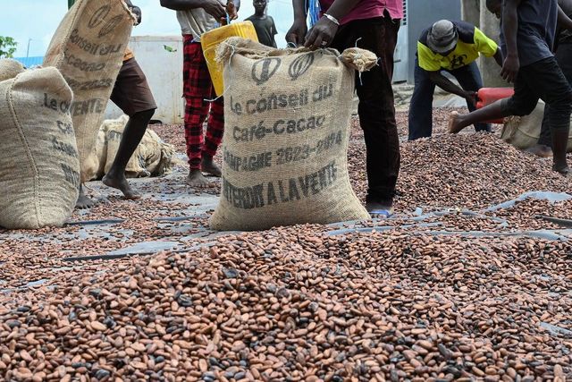 dried cocoa beans - Image 3