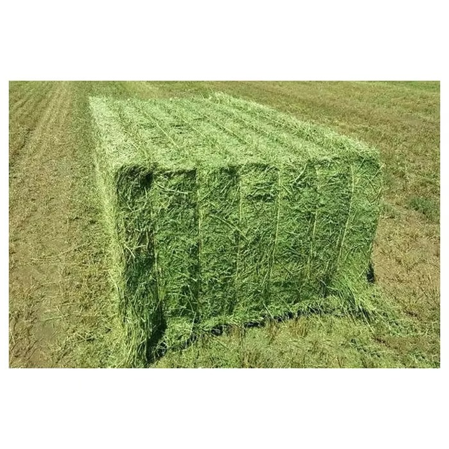 Organic Timothy Hay With Rich Nutrients Timothy Hay For Guinea Pigs And Rabbits Ensuring Healthy Digestion And Growth - Image 3
