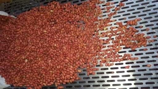 PEANUTS - SIZE 4/5/6 - 25 KGS/BAG - COMPETITIVE PRICE - Image 4