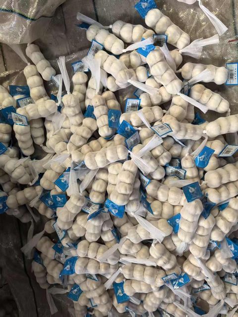 fresh new crop pure white and normal white garlic with best quality - Image 2