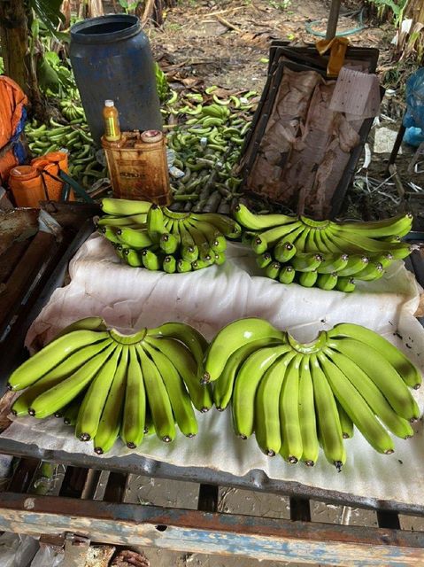 Fresh Cavendish Banana from Vietnam | Export Grade | 13kg Carton | Reefer Container - Image 3