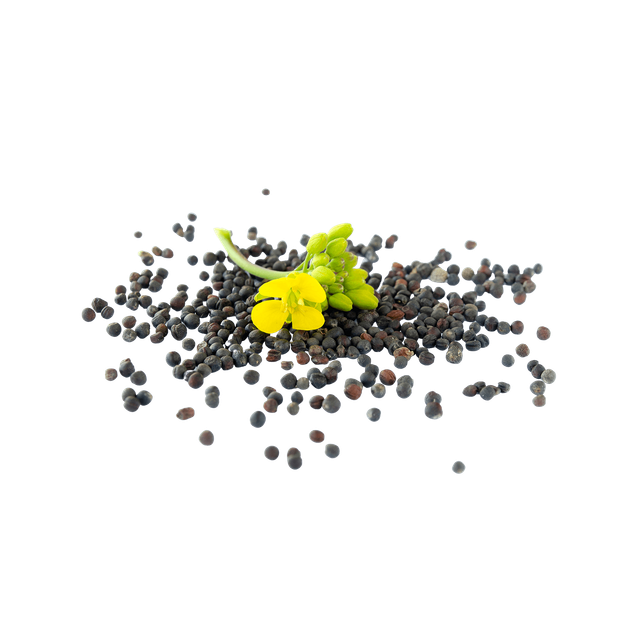 Rapeseed offered at discount price for bulk oil extraction and feed use - Image 2