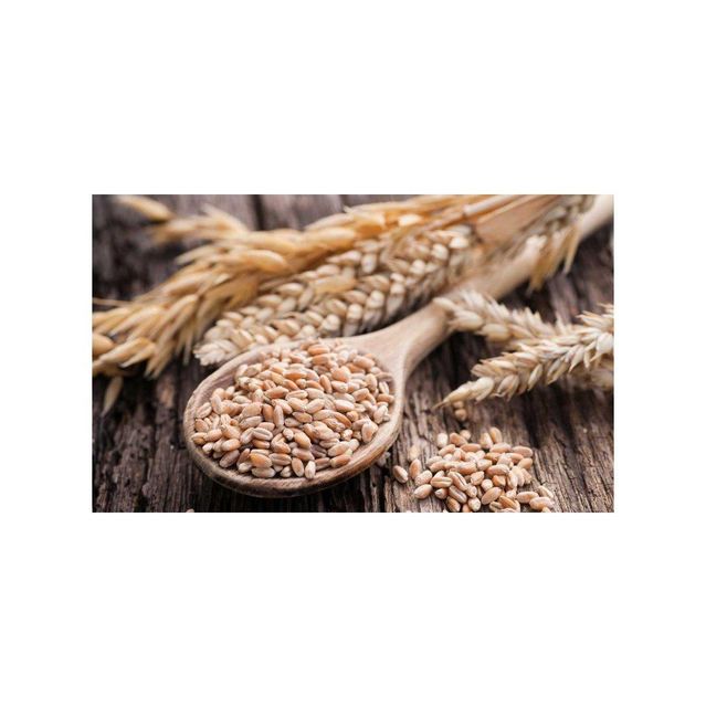 Premium Milling Quality Hard Wheat Grains for Food Processing Bulk Supply Hard Wheat Grains - Image 4