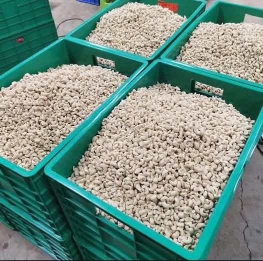 wholesale Cashew Nuts-Export Quality at Best Prices Shape bean Color white Texture firm Grade Premium Packaging 5kg,10kg - Image 4