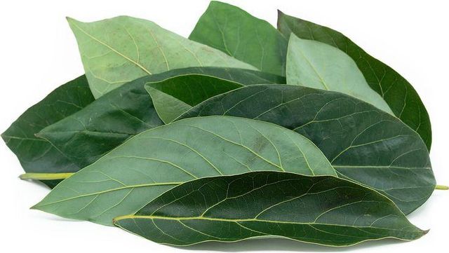 Dried Leaves For Terrarium & Aquarium Features Organic Origin Indonesia - Image 3