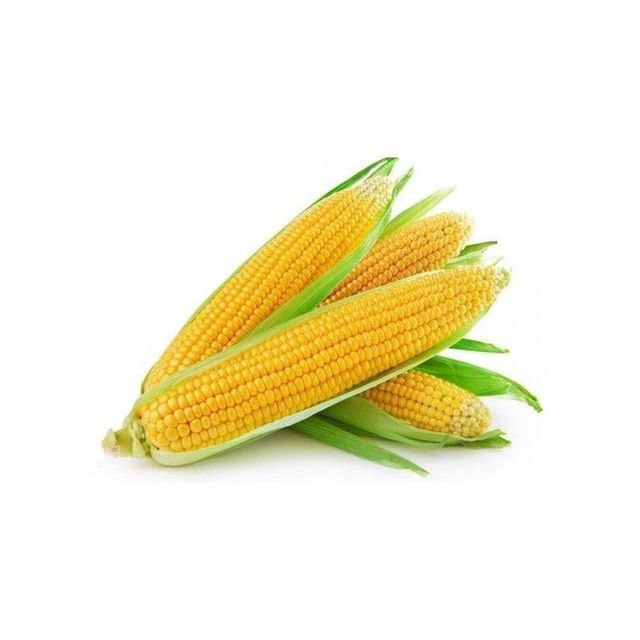 organic corn kernels for making corn flour tortillas popcorn and baking natural whole corn grains packed with fiber nutrients and carbohydrates perfect for healthy recipes and daily cooking - Image 4