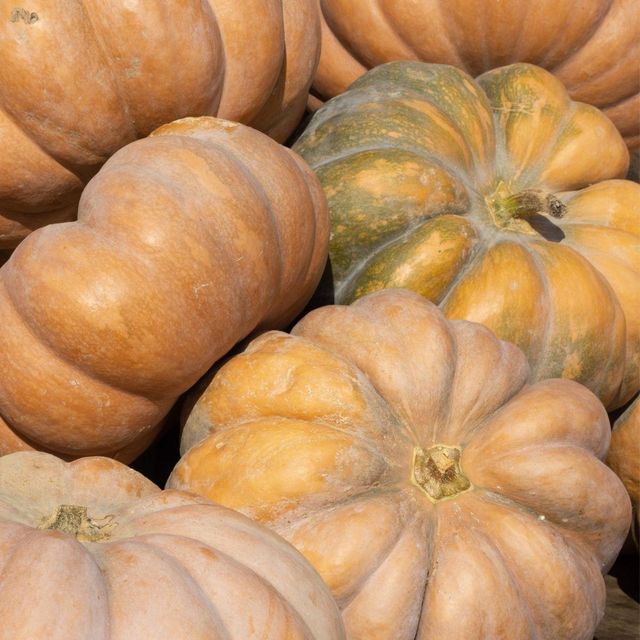 High Quality Fresh Pumpkin for Bulk Supply to Food Processors Wholesalers and Distributors - Image 4