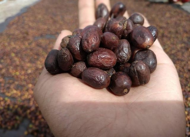 Premium Gayo Arabica Wine-Strong - Image 3