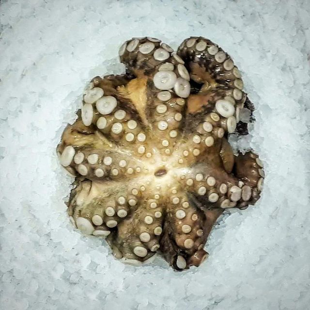 Frozen Fresh Octopus Expertly Frozen To Maintain Fresh Quality And Deliver Superior Seafood Experience For Export - Image 3