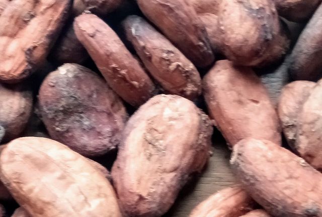 Cocoa beans Color Brown Form Whole Bean Total Mould 3%% 4%% Slaty Beans 3%% 6%% Bean Weight 270-320g Quality Admixture 2% - Image 3