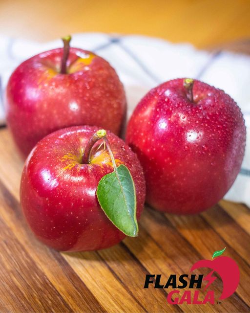 Flash Gala Apples for sale export quality - Image 5