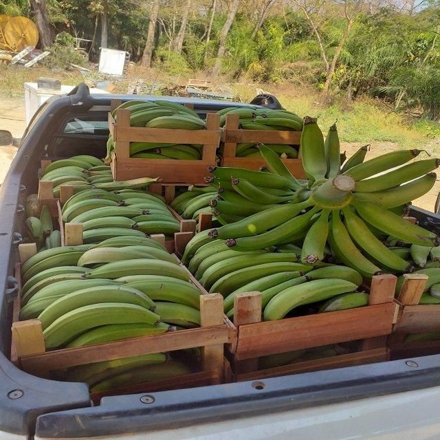 Fresh Organic Cavendish Bananas Handpicked Sweet 10kg for Wholesale and Retail Distribution - Image 5