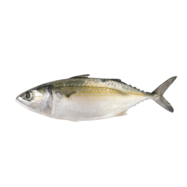 Seafood Fresh Frozen Whole Indian Mackerel fish for Sea Fish Buyers - Image 1